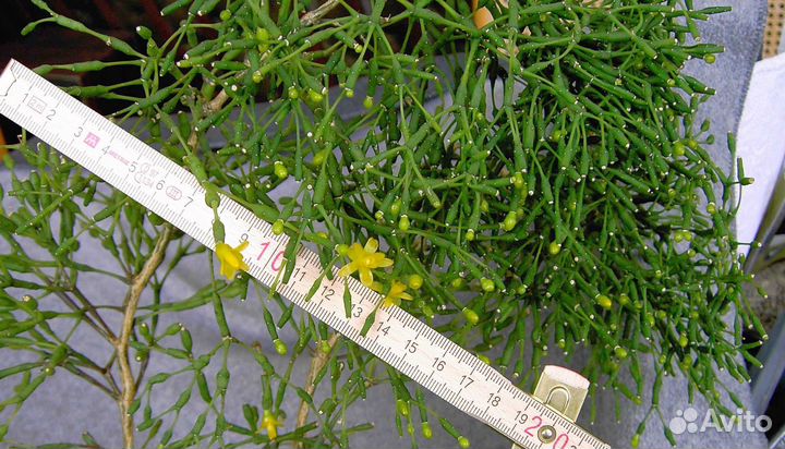 Хатиора/суккулент