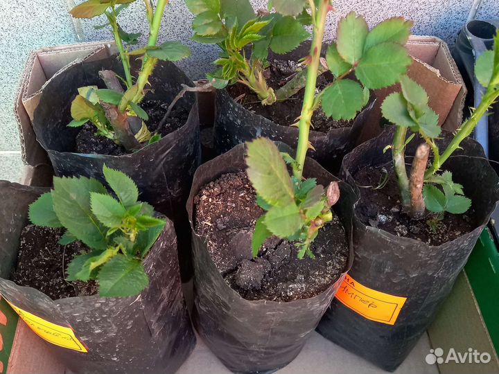 Саженцы роз многолетние