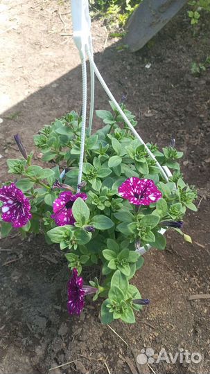 Петуния ампельная кашпо