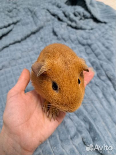 Морская свинка самка