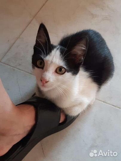 Котенок в добрые руки