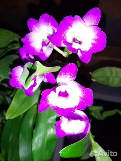 Орхидея дендробиум розовый