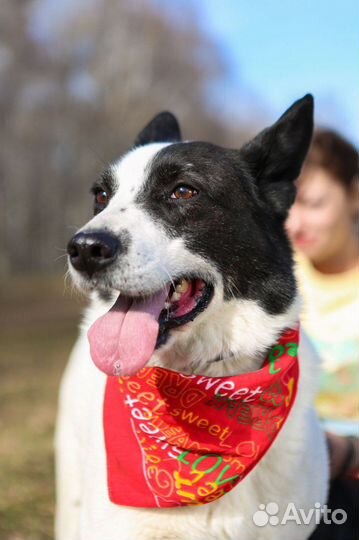 Собака Бим хочет домой из приюта