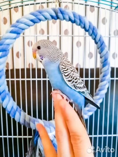 Попугай корелла / волнистый