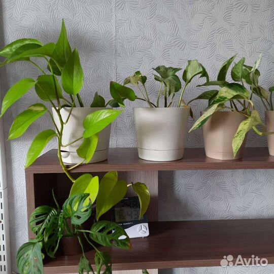 Сциндапсус (эпипремнум)