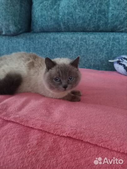 Кошечка в добрые руки