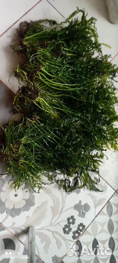 Аквариумные растения прополка