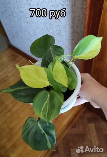 Филодендроны Бразиль,лазящий, эпипренум