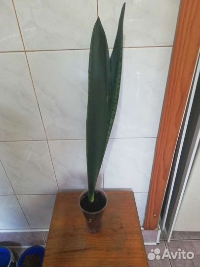 Сансевиерия Блэк тайгер, Black Тiger