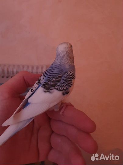 Волнистый попугай ручной