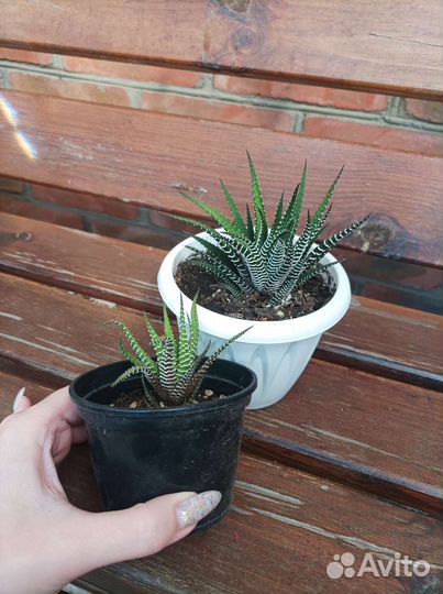 Хавортия полосатая