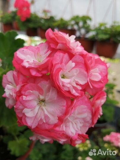 Пеларгонии