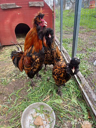 Инкубационное яйцо курочек Павловское золото