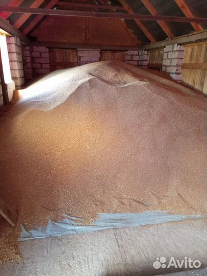 Зерно пшеница