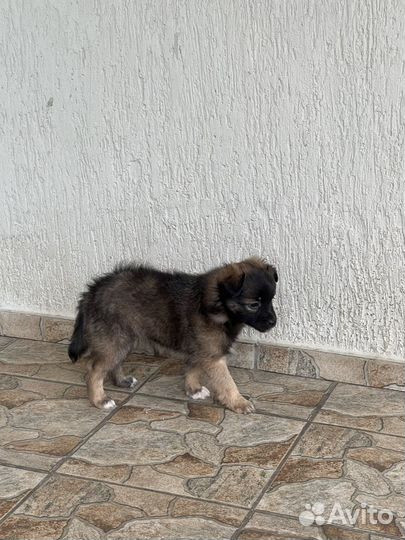 Щенки мальчики в добрые руки