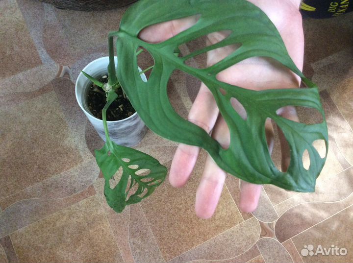 Комнатные растения