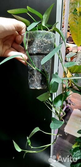 Монстера Сильвер Лиф