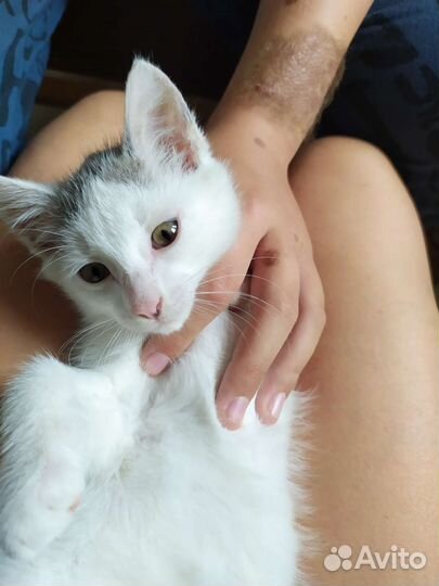 Котенок
