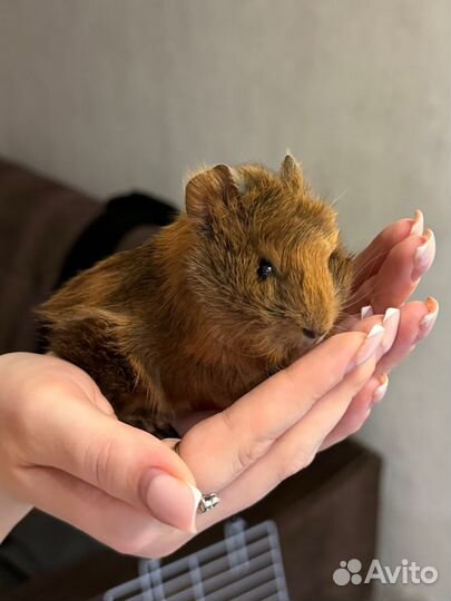 Морские свинки