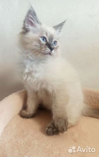 Невский маскарадный котёнок