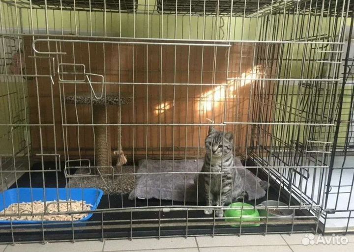 Передержка кошек в салоне