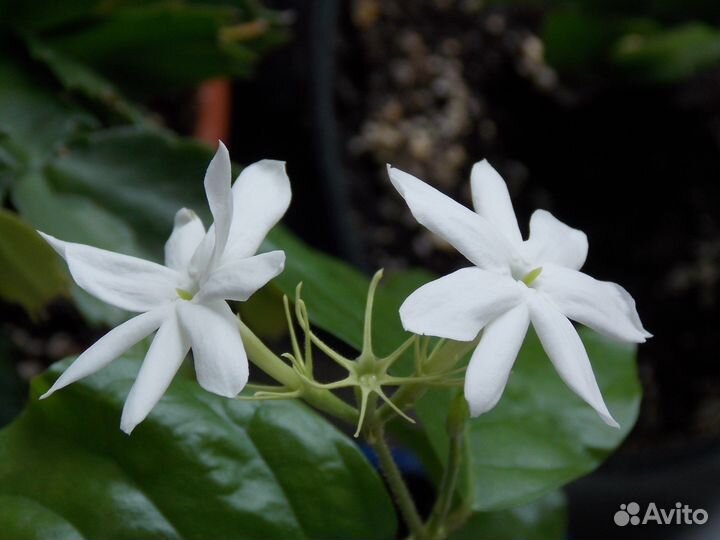 Жасмин самбак