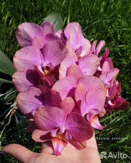 Орхидея Розетта Rosetta