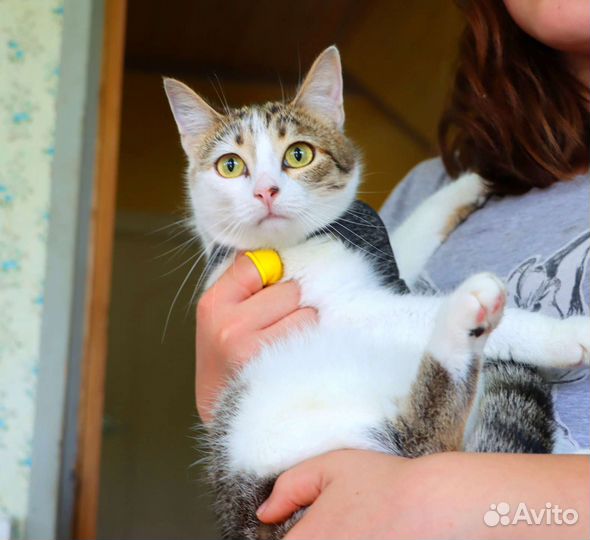 Котёнок 11 месяцев
