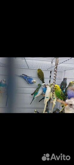 Волнистый попугай