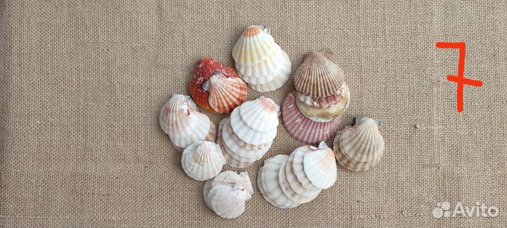 Морские ракушки и кораллы