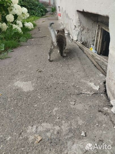 Котенок мальчик серый
