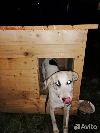 Будка для собаки