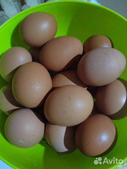 Яйцо куриное домашнее