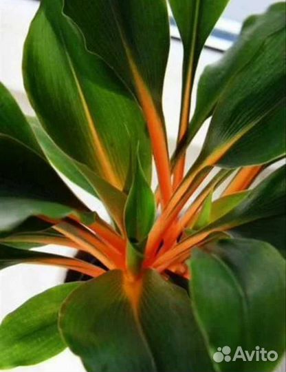 Хлорофитум Оранж