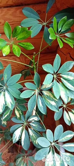 Шефлера вариегатная