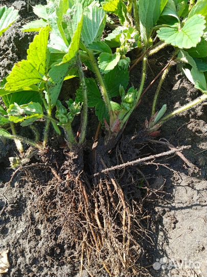 Рассада клубники Виктория. Уже с завязью