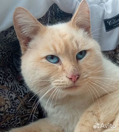 Кот в добрые руки