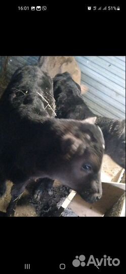 Продам телочек 2 мес