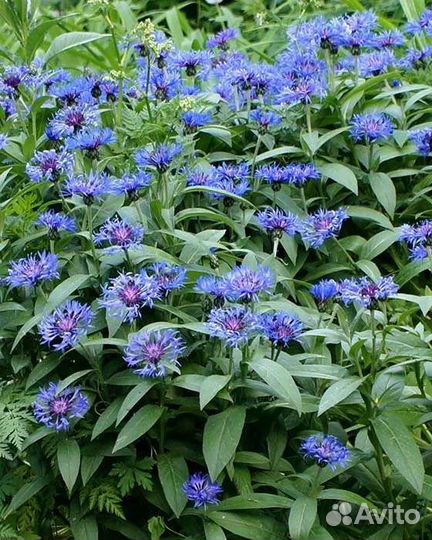 Многолетники