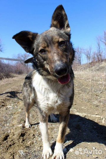 Собака Бэлла