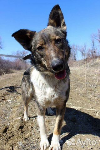 Собака Бэлла