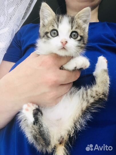 Котенок девочка 2 мес