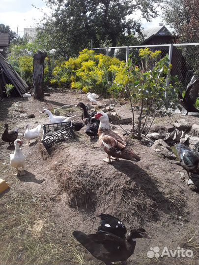 Индоутаки, индоутки