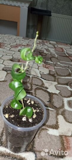 Фикус Барок