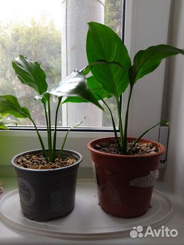 Спатифиллум. Отвечаю по телефону