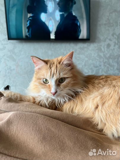 Котик в добрые руки