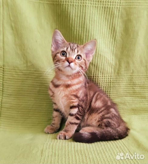 Шотландский котёнок