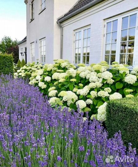 Лаванда узколистная