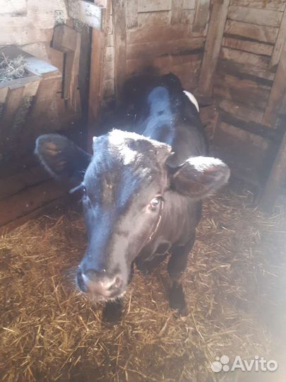 Телята бычки