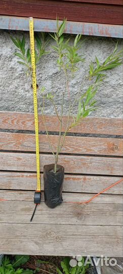 Ива шаровидный карлик (ниваки)